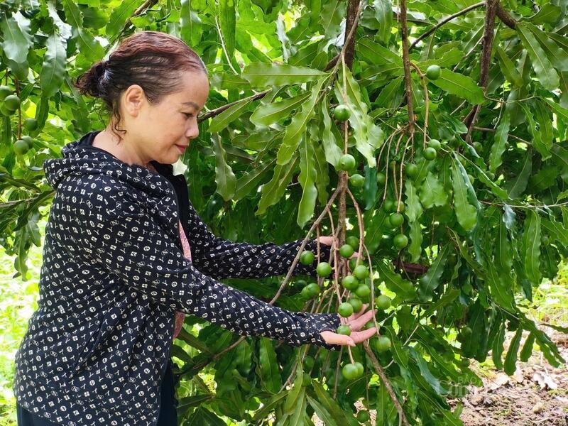 Mắc ca đang được xây dựng trở thành thương hiệu của vùng cao Lai Châu.