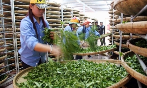 Năm 2025, Pakistan nhập khẩu chè từ Việt Nam đạt gần 77 triệu USD