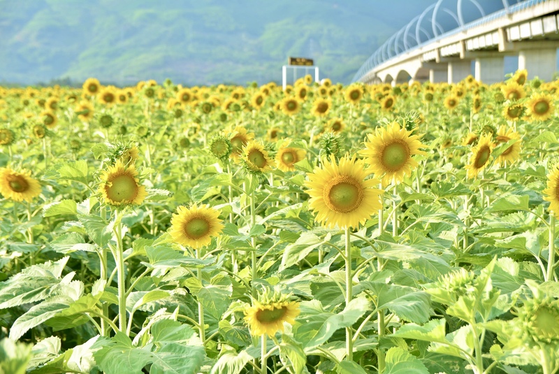 Từ những kết quả bước đầu, xã Vu Gia cho biết, địa phương sẽ tiếp tục nghiên cứu mở rộng diện tích, đa dạng hóa cây trồng theo mùa, từng bước phát triển thêm các điểm du lịch trải nghiệm tại địa phương. Ảnh: Ngọc Thảo