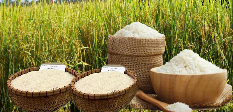 Giá lúa gạo hôm nay ngày 8/4: Gạo xuất khẩu biến động, lúa tươi tăng mạnh: Ảnh: Thanh Minh.