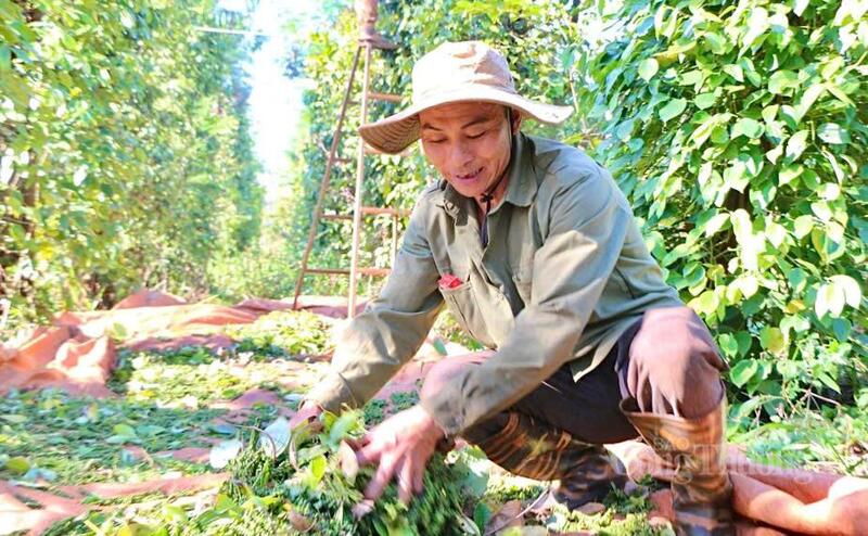 Thu hoạch hồ tiêu tại Gia Lai