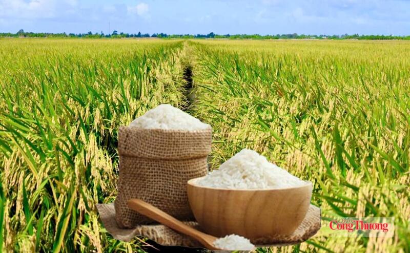 Giá lúa gạo hôm nay ngày 27/6/2026: Lúa tươi đồng loạt giảm nhẹ. Ảnh: Thanh Minh.