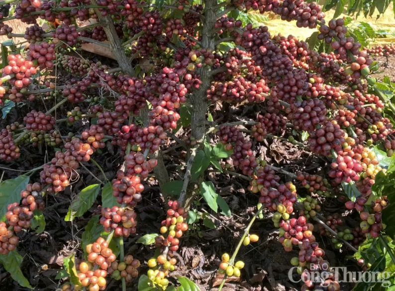Giá cà phê Arabica tăng 4,54% vì mưa trái mùa cản trở thu hoạch tại Brazil