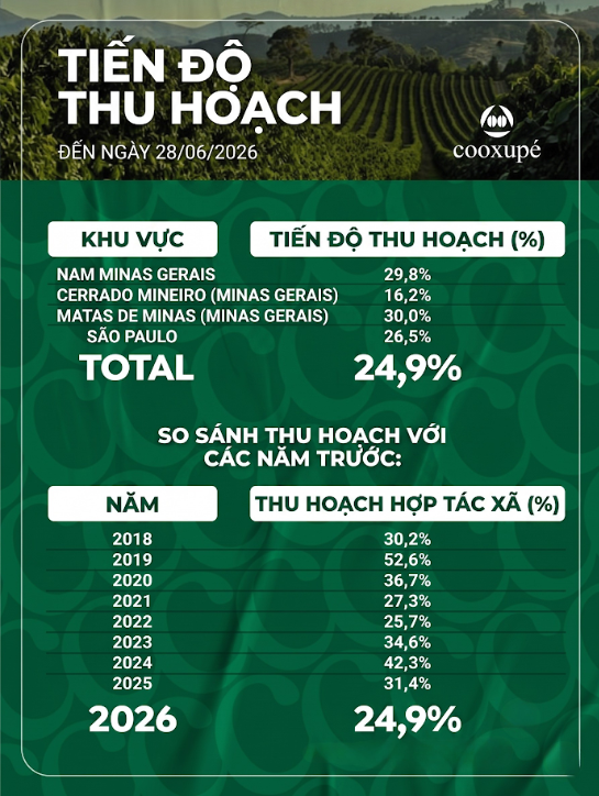 Tiến độ thu hoạch của Hợp tác xã Cooxupé. Nguồn: MXV
