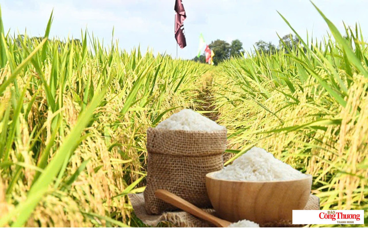 Giá lúa gạo hôm nay ngày 14/8/2026: Gạo nguyên liệu xuất khẩu tăng.