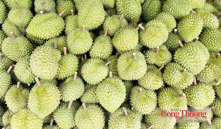 9 tháng, xuất khẩu rau quả đạt gần 7,35 tỷ USD, tăng 19,9% so với cùng kỳ năm 2025