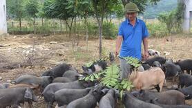 Lợn đen bản địa tăng giá mạnh