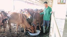 Thái Bình: Làm đệm "sang chảnh" cho đàn bò 52 con, "cái kết" bất ngờ