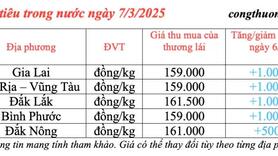 Giá tiêu hôm nay 7/3/2025, trong nước duy trì 'sắc xanh'