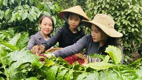 Giá cà phê hôm nay 19/3/2025 trong nước tiếp tục 'neo' cao