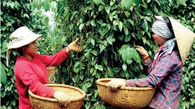 Giá tiêu tăng 2.000 đồng/kg ngay trong vụ thu hoạch