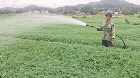 Nông dân Phú Yên tăng thu nhập nhờ chuyển đổi cây trồng