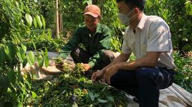 Giá tiêu hôm nay 3/7/2025: trong nước liên tục tăng, thị trường khởi sắc