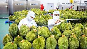 Xuất khẩu rau quả 2025, dự kiến khó về đích