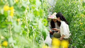 Làm giàu từ nông nghiệp chuỗi ở Đà Nẵng