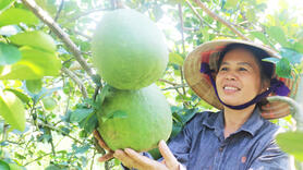 Những ‘ngòi nổ’ trong xây dựng nông thôn mới ở Tây Ninh