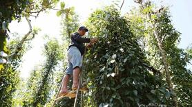 Giá tiêu hôm nay 7/8/2025: Thị trường trong nước duy trì ổn định, đi ngang