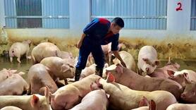Giá heo hơi hôm nay ngày 11/8/2025: Đồng loạt tăng giá ở miền Nam