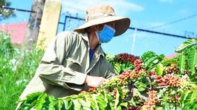 Giá cà phê hôm nay 26/8/2025: Trong nước quay đầu giảm