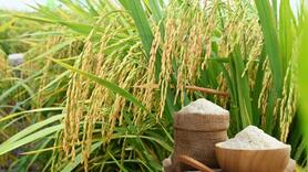 Giá lúa gạo hôm nay ngày 22/9: Gạo bình ổn, lúa tươi chững giá
