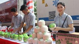 HTX trồng dừa và khoảng trống trong sản xuất và xuất khẩu
