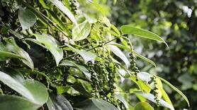 Giá tiêu tăng 500 đồng/kg ở một số vùng