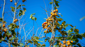 Phát triển sản xuất theo chuỗi giá trị, nâng cao chất lượng nông sản