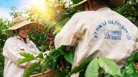 Giá cà phê chạm đỉnh, vẫn thấp thỏm sinh tồn