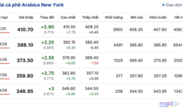 Giá cà phê hôm nay 11/11/2025: Trong nước tăng nhẹ