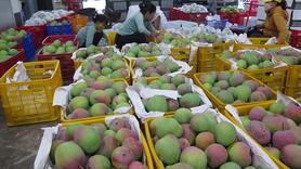 Xoài Úc nhập khẩu có giá bán tới 600.000 đồng/kg vẫn lất lướt xoài nội