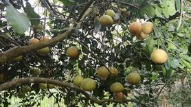 Hàng chục hecta bưởi Diễn rụng quả, nông dân Hà Tĩnh lo mất Tết