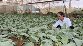 Liên kết "3 nhà" phát triển chuỗi nông sản khép kín