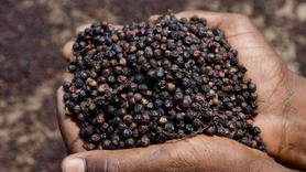 Xuất khẩu cà phê, hồ tiêu: Tăng tốc nhờ xuất xứ hàng hóa và chất lượng