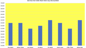 Giá heo hơi hôm nay 24/12/2025: Tăng đồng loạt, lập đỉnh mới