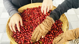 Giá cà phê thế giới trái chiều, Robusta vượt mốc 4.000 USD/tấn