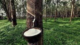 Thanh khoản suy yếu, giá cao su RSS3 đi ngang  quanh mốc 2.110 USD/tấn