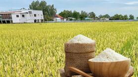 Giá lúa gạo hôm nay ngày 26/12: Gạo xuất khẩu tăng, lúa tươi giữ giá