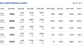Giá cà phê hôm nay 26/12/2025: Đồng loạt tăng