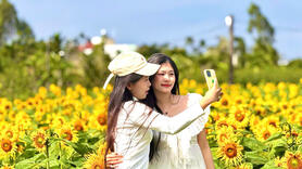 Quảng Ngãi: Cánh đồng hoa hướng dương rực rỡ những ngày cuối năm