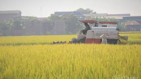 Xuất khẩu gạo 2026: Giữ nhịp ổn định?