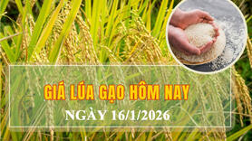 Giá lúa gạo hôm nay ngày 16/1/2026: Phụ phẩm tăng nhẹ