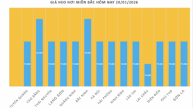 Giá heo hơi hôm nay 20/1/2026: Tiếp đà tăng tại nhiều nơi