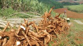 Bộ Công Thương đề xuất 'lối ra' cho xuất khẩu sắn