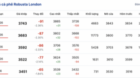Giá cà phê hôm nay 11/2/2026: Tiếp tục tăng nhẹ