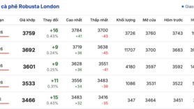 Giá cà phê hôm nay 12/2/2026: Đảo chiều giảm mạnh 1.000 - 1.200 đồng