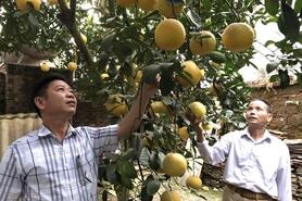 HTX nông nghiệp Yên Bài: Nâng cao chất lượng, giá trị sản phẩm nông nghiệp