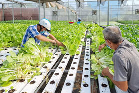 Nông nghiệp ứng dụng công nghệ cao: Gỡ rào cản để bứt phá