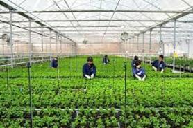 Phát triển nông nghiệp ứng dụng công nghệ cao