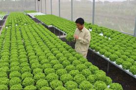 Phát triển chuỗi nông nghiệp xanh