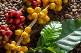 Ảnh hưởng của thời tiết khiến giá cà phê thế giới đồng loạt tăng